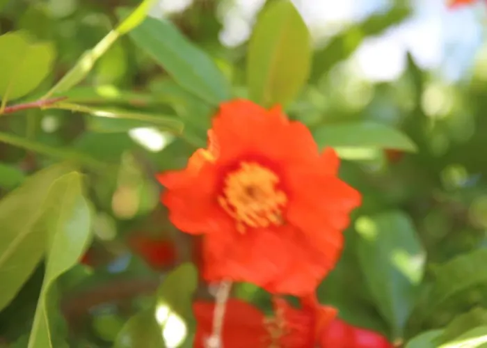 Gerendaház Armina *