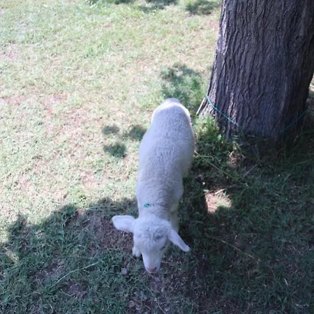 Armina بيت خشبي Çıralı