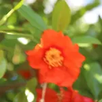 אכסניה Armina *
